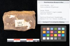 Foto (Objekt + Etikett) von Quercus palaeoilex Ettingshausen (NHMW-GEO-2024-0188-0804)